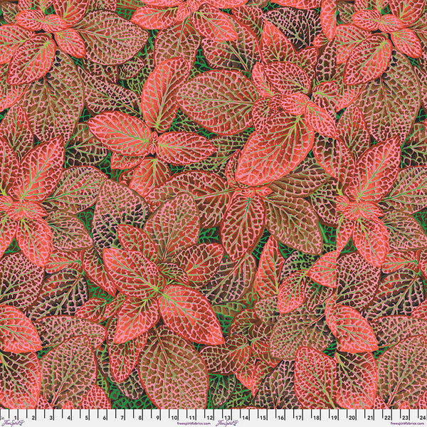 Philip Jacobs - Fittonia Red